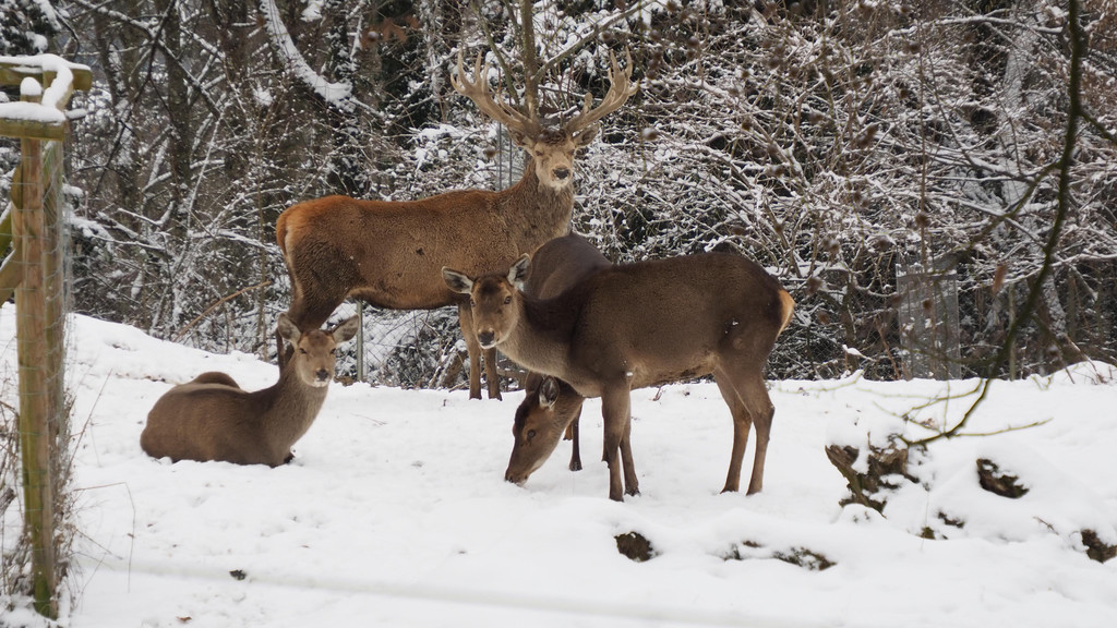Schnitzeljagd Wildpark _15_.JPG