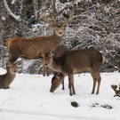 Schnitzeljagd Wildpark _15_.JPG