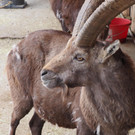 Schnitzeljagd Wildpark _18_.JPG
