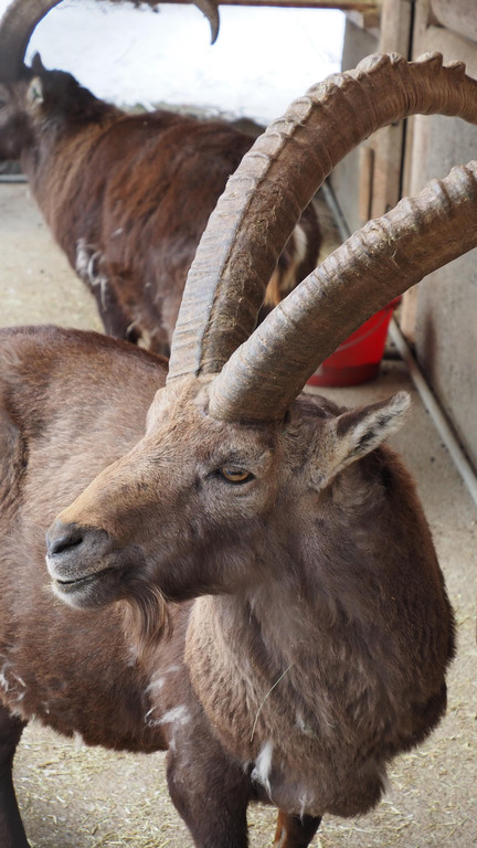 Schnitzeljagd Wildpark _19_.JPG