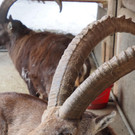 Schnitzeljagd Wildpark _19_.JPG