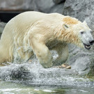 Eisbärin Finja im Tiergarten Schönbrunn als Botschafterin für ihre gefährdeten Artgenossen