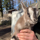 Wildpark Feldkirch: Erster Nachwuchs 2021