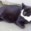Mogli