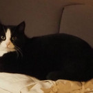 Mogli03.jpg