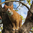 Kater Max vermisst in Dornbirn