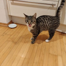 Kater Emil