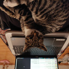 Kater Emil
