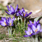 DSC03510.JPG