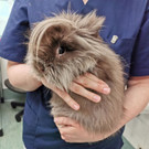 Kaninchen_4.jpg