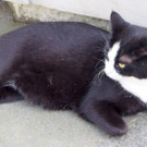 Mogli