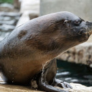 Besucherliebling verstorben: Das war Robben-Männchen Comandante