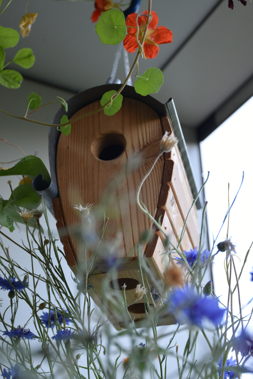 Andrea Blum_KRAUTBLOG_Balkongarten _8.png