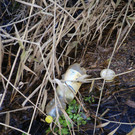 IMG_2987b _1_.JPG