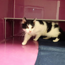 2021-03-24-tierquartier_wien_kater-jpg.jpg