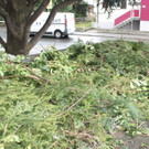 Palmbuschen anfertigen