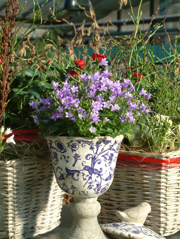 Campanula im Topf 9.JPG