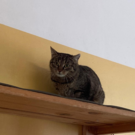 Streunerkater entpuppte sich als werdende Katzenmama: Das ist April
