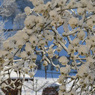 Winter 060421_6.JPG