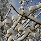 Winter 060421_8.JPG