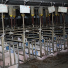 Missstände in NÖ Schweinezucht