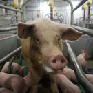 20210407_schweine3_gal.jpg