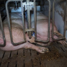 20210407_schweine1_gal.jpg