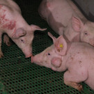 20210407_schweine6_gal.jpg