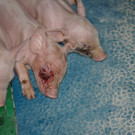 20210407_schweine2_gal.jpg