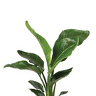 bellaflora_Baumstrelitzie__ 39_99 1182x1772.jpg