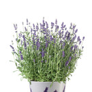 bellaflora_Duftlavendel__ 3_99 1182x1772.jpg