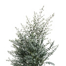 bellaflora_Eukalyptus Busch__ 13_99 1182x1772.jpg