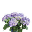 bellaflora_Hortensie__ 16_99 1182x1772.jpg
