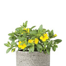 bellaflora_Million Bells__ 2_99 1182x1772.jpg