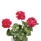 bellaflora_Pelargonie__ 2_69 1182x1772.jpg