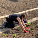 Garten_G__tzis__3_.jpg