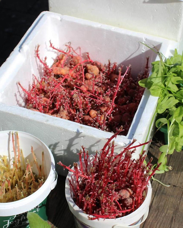 Lochau Pflanzentauschb__rse bei MELITTA Sohm Lochau Mai 2020 _3_ Christian Schrangel.jpg