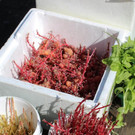 Lochau Pflanzentauschb__rse bei MELITTA Sohm Lochau Mai 2020 _3_ Christian Schrangel.jpg