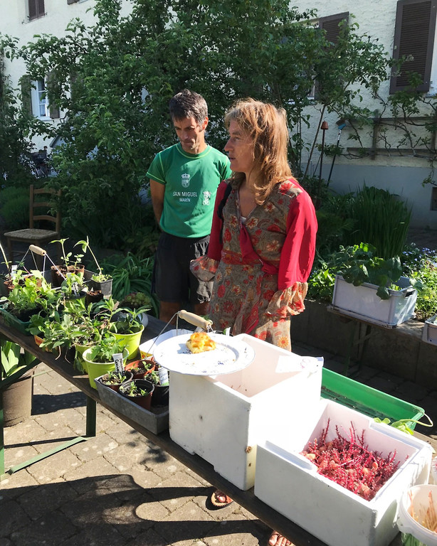 Lochau Pflanzentauschb__rse bei MELITTA Sohm Lochau Mai 2020 _6_ Christian Schrangel.jpg