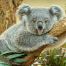 Koala-Mädchen Millaa Millaa feiert ersten Geburtstag im Tiergarten Schönbrunn