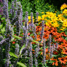 Beetpflanzen f_ Bienen_14_.jpg