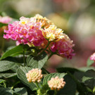 Wandelr__schen Rosen Waibel _2_.JPG