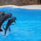 Loro-Parque1.jpg