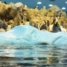 Loro-Parque.jpg