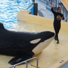 orcas.jpg