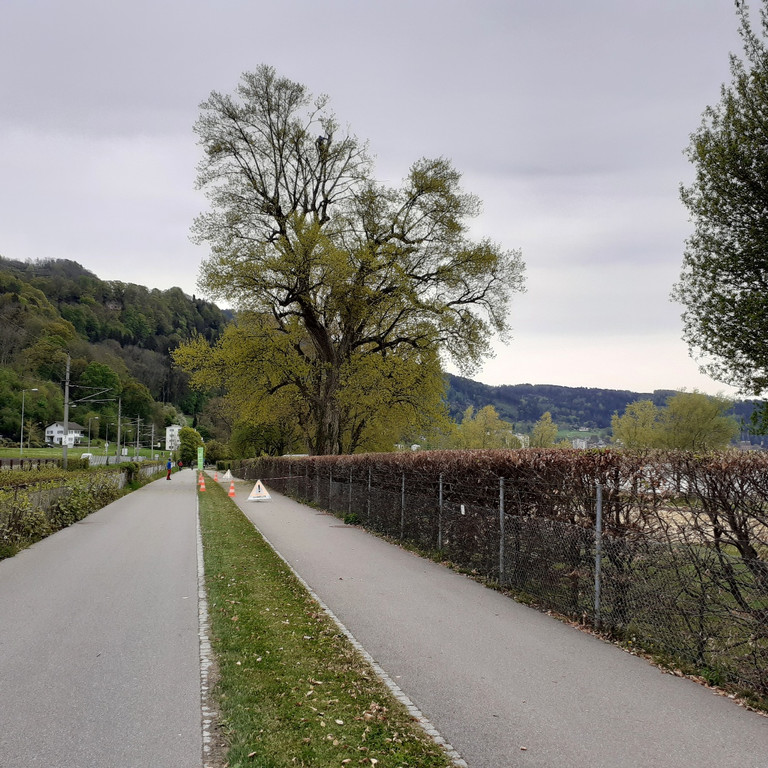 Baumpflege am See TEAM Gieselbrecht aus Langen 03-05-2021 _8_.jpg