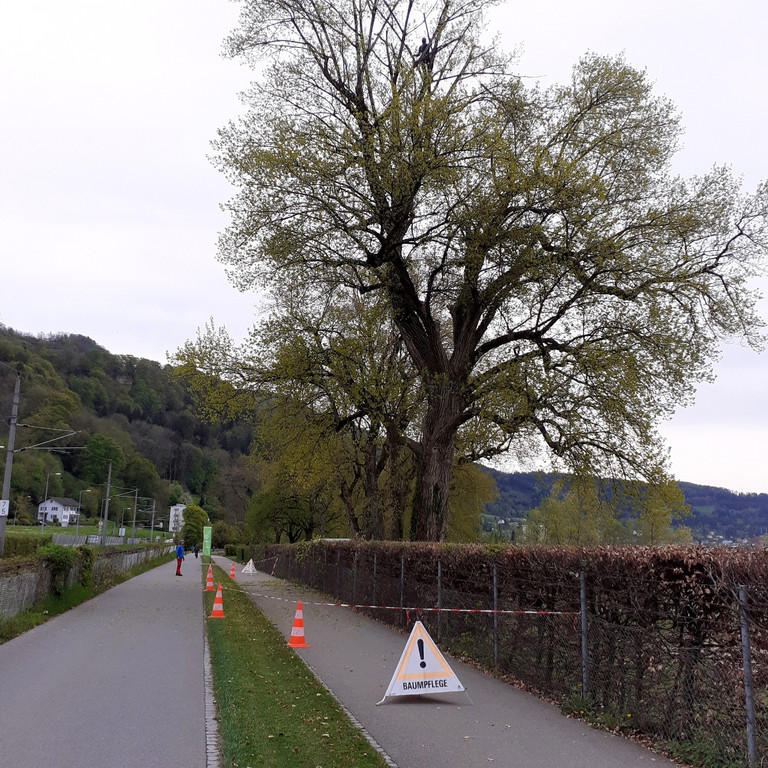 Baumpflege am See TEAM Gieselbrecht aus Langen 03-05-2021 _10_.jpg