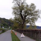 Baumpflege am See TEAM Gieselbrecht aus Langen 03-05-2021 _10_.jpg