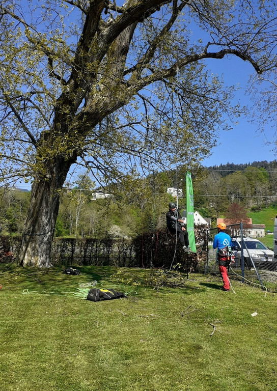 Baumpflege am See TEAM Gieselbrecht aus Langen 03-05-2021 _6_.jpg