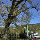 Baumpflege am See TEAM Gieselbrecht aus Langen 03-05-2021 _6_.jpg